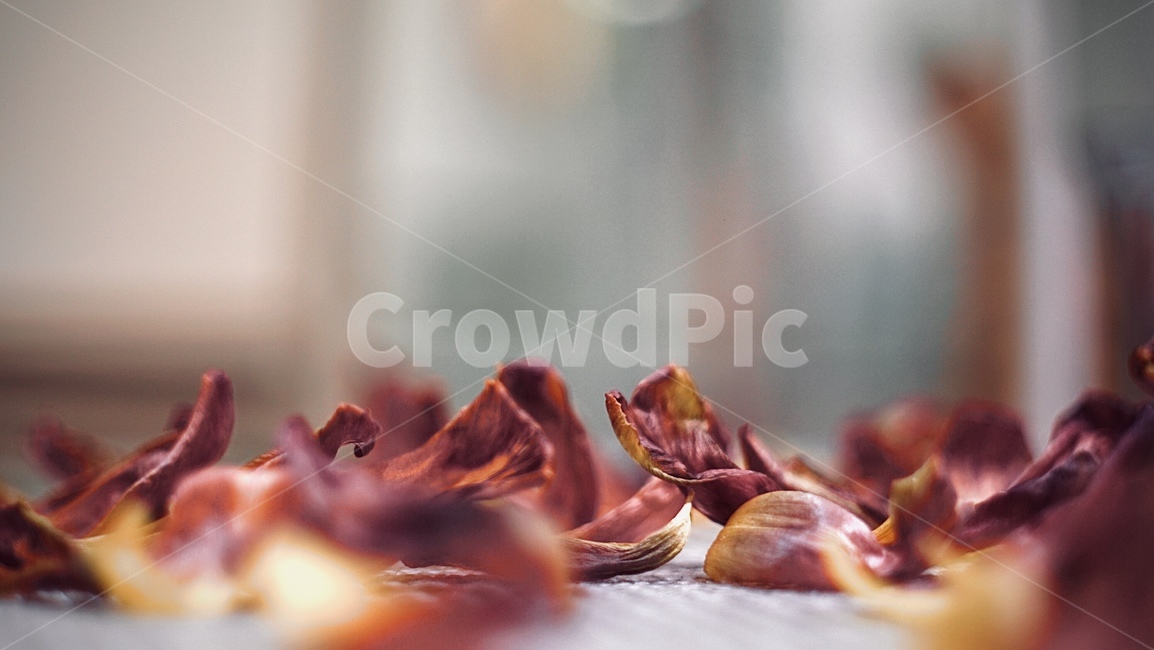 plant,식물,꽃,꽃잎,flower,petal,마른꽃잎,마른꽃,나열,떨어지다,떨어진