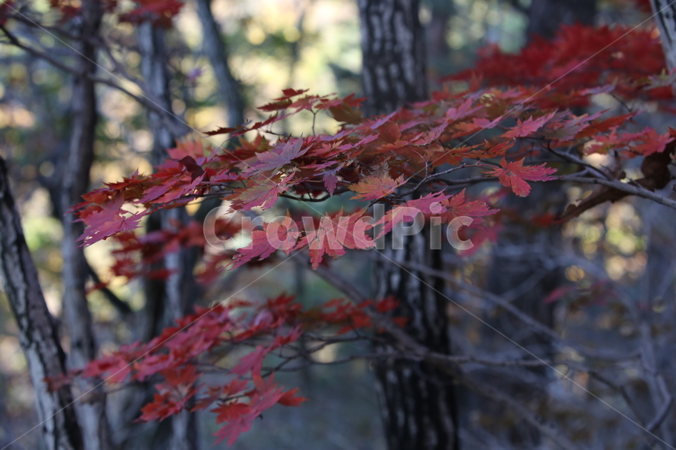 가을,가을낙엽,낙엽,나뭇잎,단풍,가을,계절,fall,autumn,season,plant,식물,leaf,잎,tree,나무,maple
