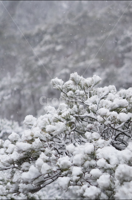 용봉산,겨울,눈,풍경,소나무,눈송이,겨울,계절,winter,season,식물,자연,plants,nature