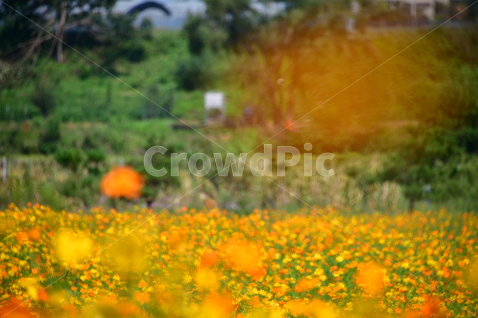 노랑,노란소스모스,가을,자연,코스모스,금계국,flower,plant,꽃,식물,자연,plants,nature,꽃,flower