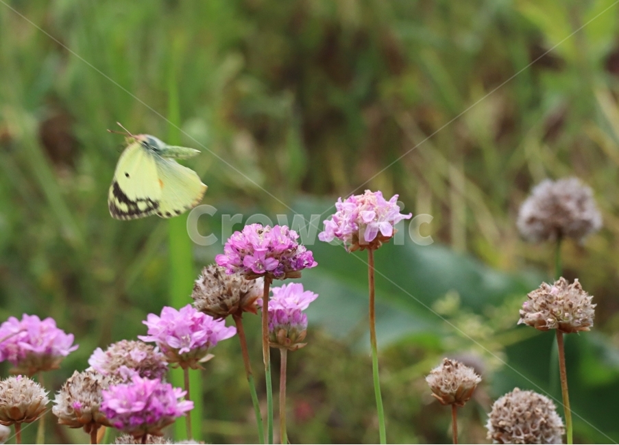 아르메니아,나비,봄,나들이,자연,식물,자연,plants,nature,꽃,flower,동물,animal,곤충,벌레,insect,bug