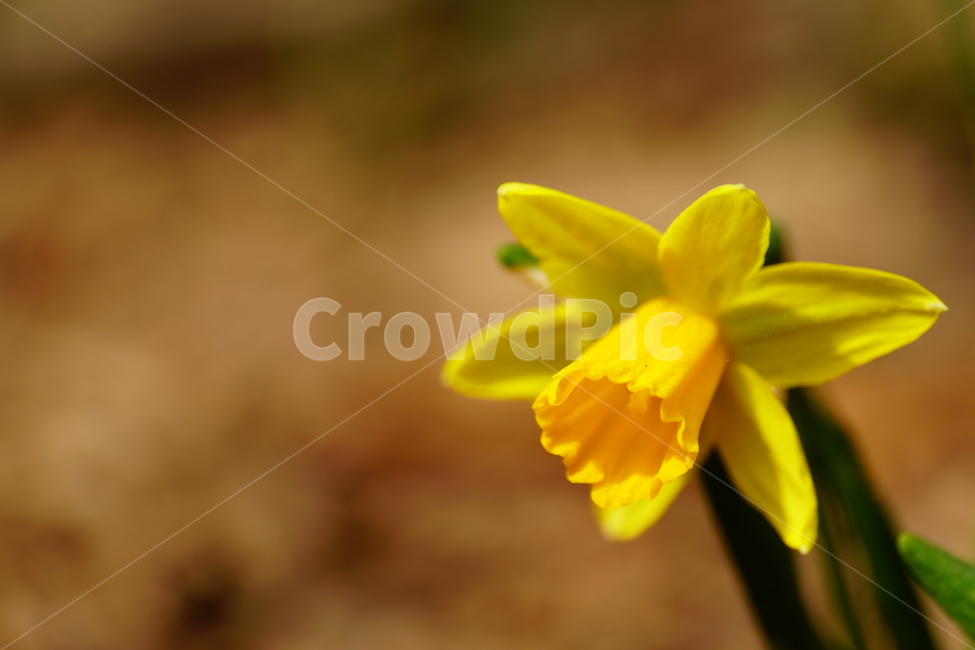 수선화,한국자연,꽃,꽃사진,플라워,flower,봄,봄꽃,spring,식물,plants,자연,nature,풍경,landscape,계절,season,snap,스냅,접사,macro,closeup,클로즈업,감성사진,감성,힐링,healing,느낌,feel,feeling,꽃밭,화단,나무,나뭇가지,tree,꽃봉오리,4월,April,봄,계절,spring,season,식물,자연,plants,nature,꽃,flower,plant,blossom