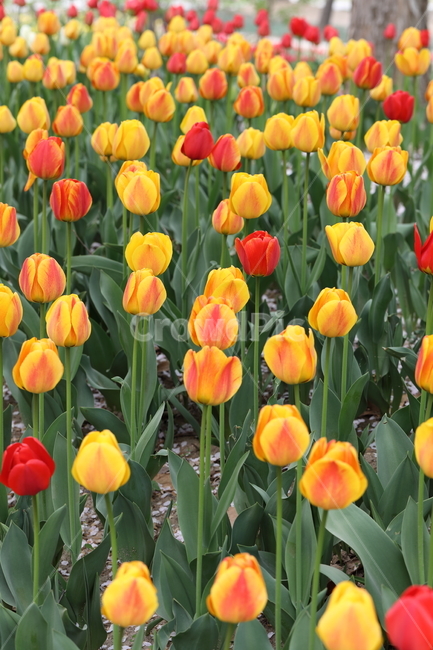 튤립,꽃,봄,계절,자연,공원,꽃밭,꽃길,색깔,tulips,flowers,spring,season,nature,field,park,colors,colorful,landscape,풍경,봄날,봄,계절,spring,season,식물,자연,plants,nature,꽃,flower,plant,blossom