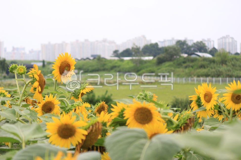 안성팜랜드,안성,팜랜드,풍경,꽃,식물,flower,해바라기