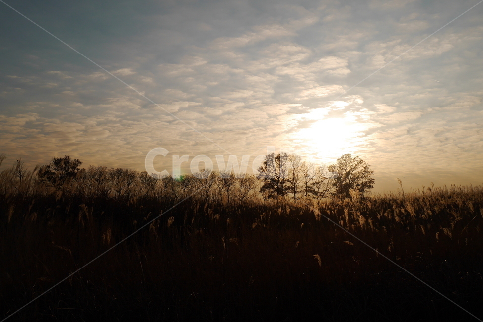 가을,갈대,노을,저녁,하늘,실루엣,가을,계절,fall,autumn,season,자연,풍경,nature,landscape,outdoors,옥외,flare,플레어,light,빛,sky,sunlight,햇빛