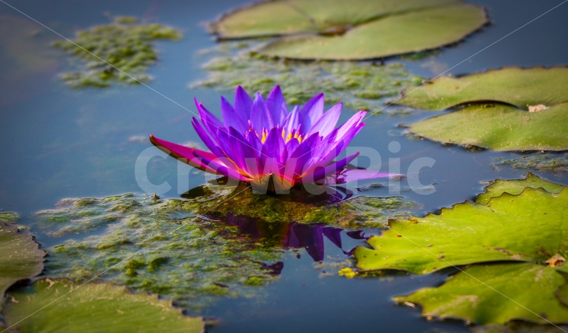 연,연꽃,연잎,수련,식물,자연,꽃,밤,물,nature,pink,lotus,plant,flower,green,petal,water,summer,bloom,blossom,aquatic,beautiful,beauty,blooming,zen,flora,oriental,lotusleaf,waterlily,leaf,single,spring,floral,lotusflower,natural,식물,자연,plants,nature,꽃,flower