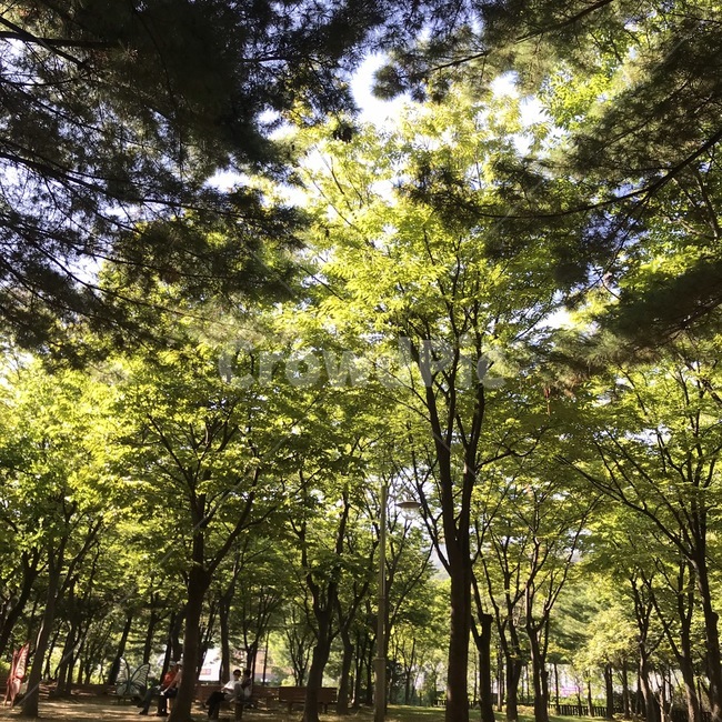 자연,나무,tree,하늘,공원,산책
