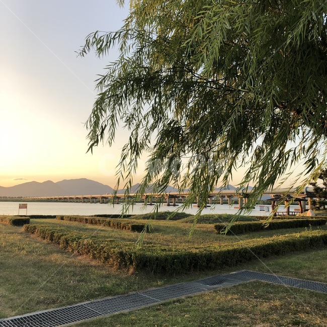 버드나무,풍경,힐링,나무,강