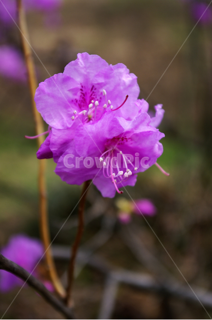 봄,spring,계절,자연,nature,식물,plant,꽃,flower,진달래,식물,자연,plants,nature,꽃,flower
