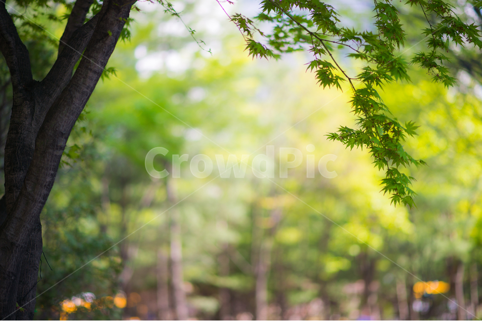 여름,나무,초록,감성,스냅,숲,여름,계절,summer,season,식물,자연,plants,nature,나무,trees,wood,plant