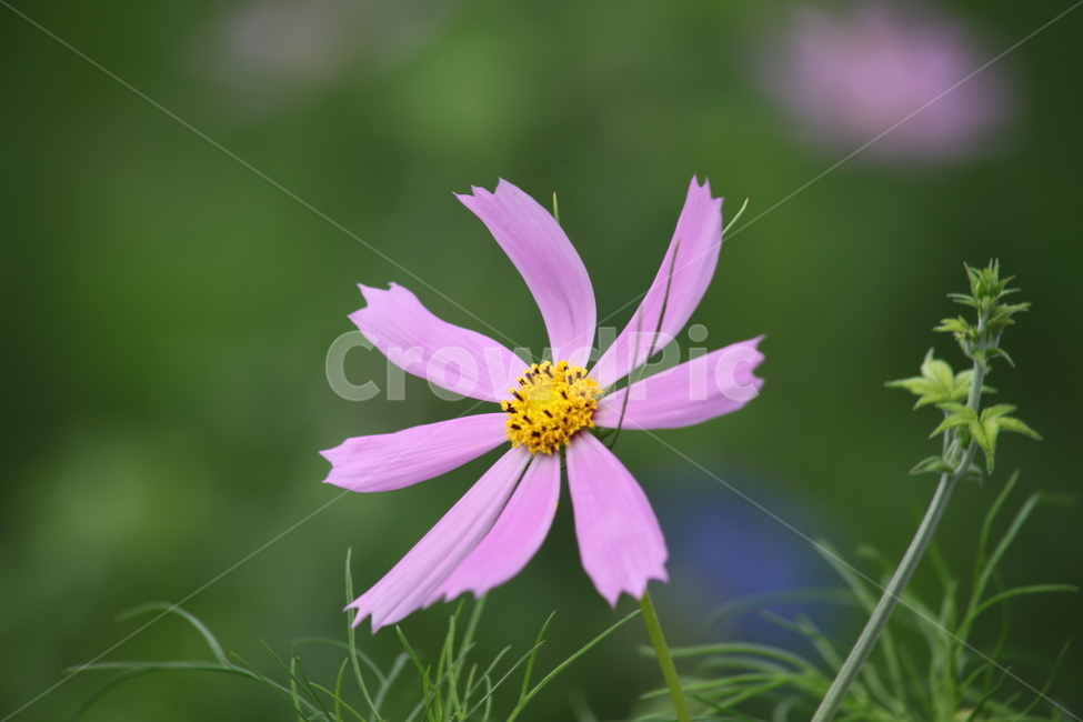 코스모스,꽃,식물,가을꽃,cosmos