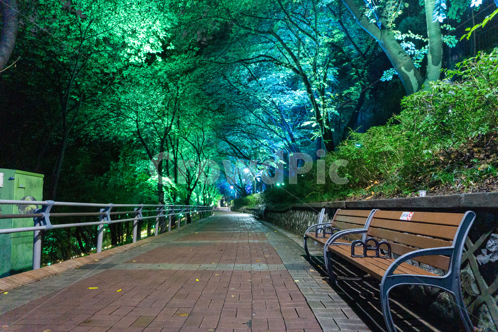 인천,자유공원,야경,led,조명,야간,동인천,차이나타운,숲,나무,공원,산책,산보,산길,오솔길,통로,보도,숲속,형형색색,forest,path,lane,trail,walkway,길,수풀,벤치,의자,bench,자연,park,tree,nature,풍경,landscape,scenery,scene,view,night,nightview,nightscene,lighting,illumination,lamp,light,colourful