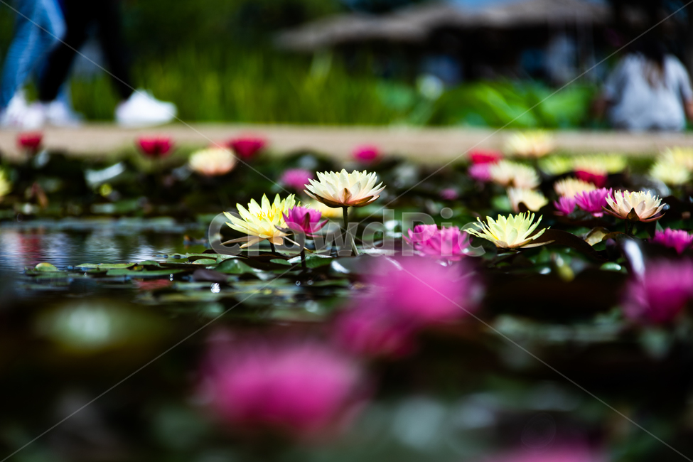 꽃,연꽃,연잎,수련,자연,힐링,식물,자연,plants,nature,꽃,flower