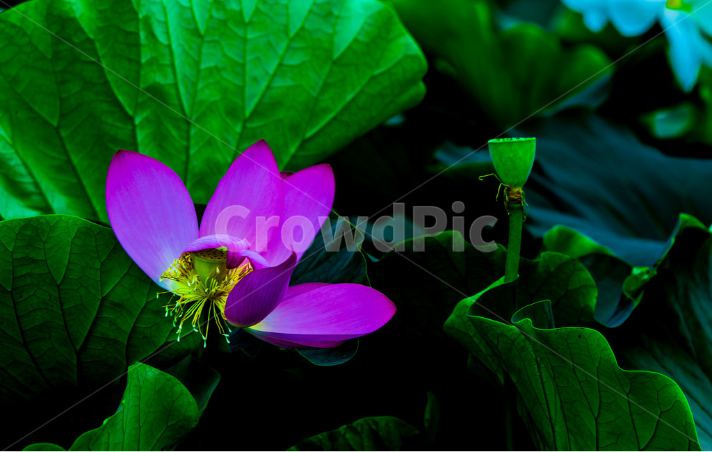 문양,무늬,연잎,연꽃,습지,자연,식물,자연,plants,nature,꽃,flower