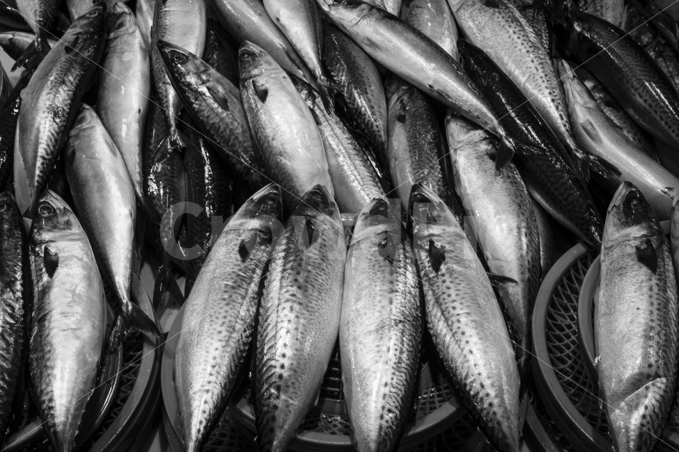고등어,수산물,흑백,스냅,scomber,fish,monochrome,음식,식재료,요리,food,cook,meal,dishes,food reserves,수산물,해산물,fishery products,seafood,흑백,모노톤,monochrome,black and white