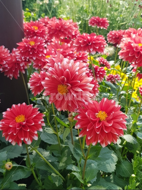 flower,꽃,dahlia,달리아,식물,빨간꽃