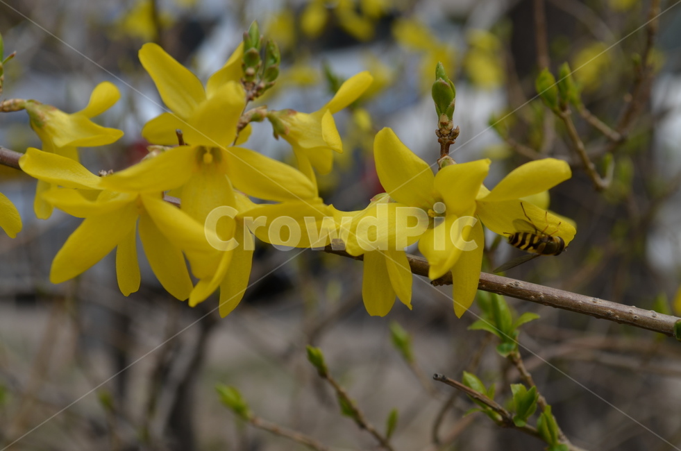 벌,꽃,봄,나무,노란꽃,식물,자연,plants,nature,꽃,flower,곤충,벌레,insect,bug