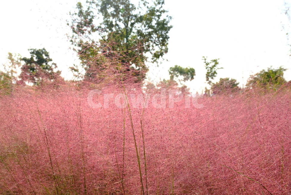 핑크뮬리,억새,갈대,핑크,분홍,가을,계절,fall,autumn,season,자연,풍경,nature,landscape,plant,식물