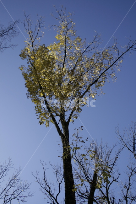 나무,하늘,식물,tree,sky,식물,자연,plants,nature,나무,trees,wood