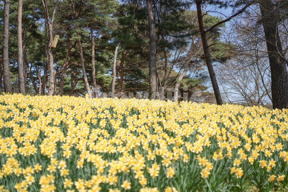 노란,옐로우,노랑색,수선화,꽃,봄꽃,노란물결,narcissus,봄,계절,spring,season,plant,식물,flower,blossom