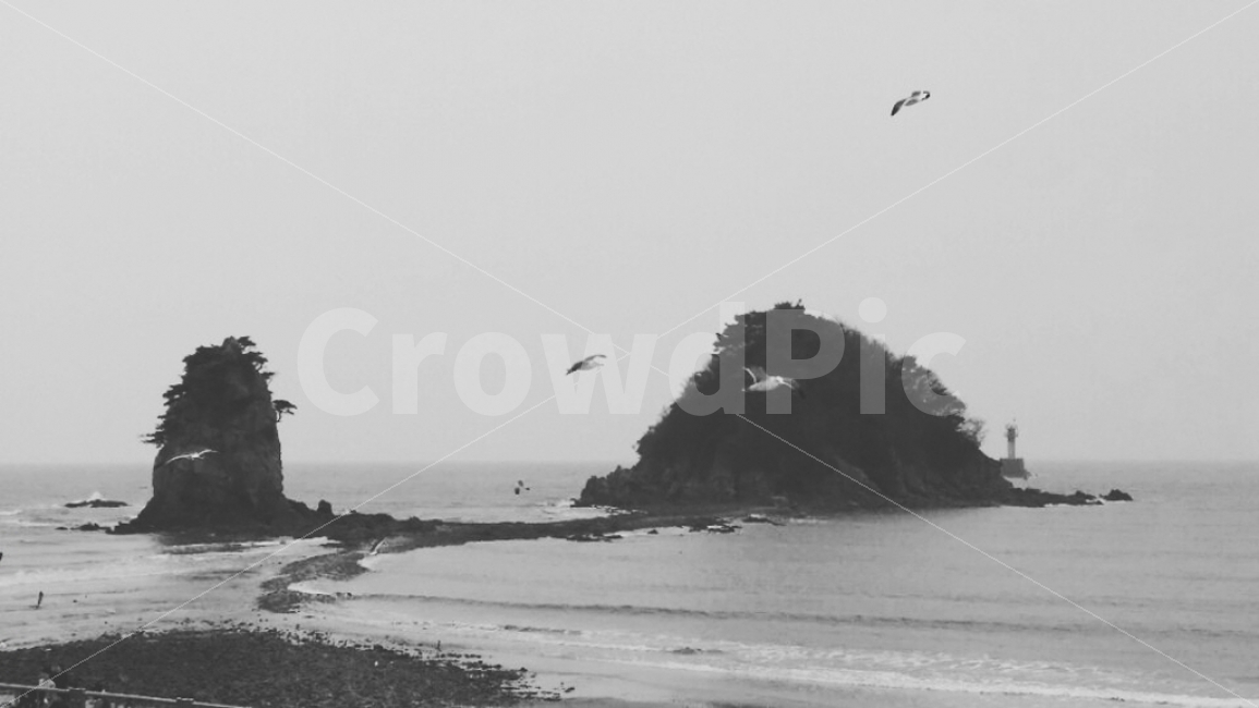 꽃지,바다,흑백,갈매기,풍경,자연,자연,풍경,nature,landscape,흑백,모노톤,monochrome,black and white,water,물,sea,ocean,대양,outdoors,옥외,shoreline,해안선,bird,새,animal,동물