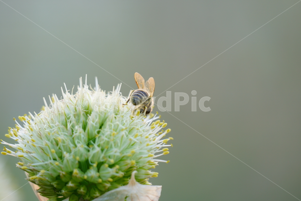 파,파꽃,꽃,꽃사진,플라워,flower,자연,nature,풍경,landscape,식물,야채,채소,plant,plants,flowers,vegetable,재배,생산,밭,밭농사,채소밭,야채밭,벌,꿀벌,말벌,곤충,벌레,honey,bee,식물,자연,plants,nature,꽃,flower,동물,animal,곤충,벌레,insect,bug,감성,sensible,feeling