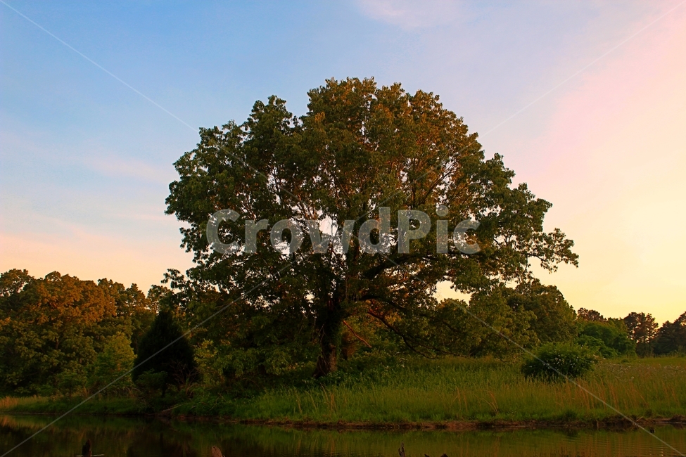 나무,하늘,잔잔함,다채로운색,노을,자연,숲,덤불,호수,duskysky,woods,tree,lake,nature,자연,풍경,nature,landscape,plant,식물,outdoors,옥외