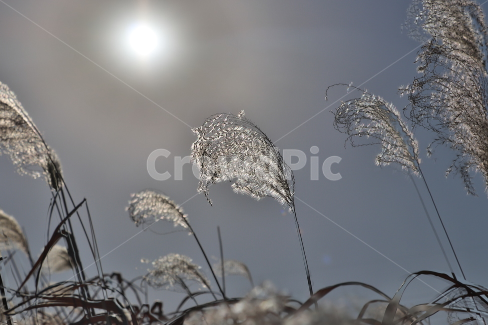 역광,갈대,석양,backlight,reed,식물,자연,plants,nature