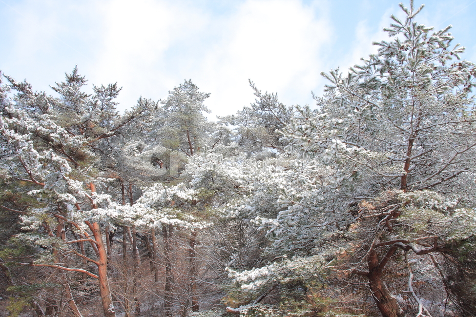 의림지,용두산,소나무,나무,자연,겨울,계절,winter,season,자연,풍경,nature,landscape,한국자연풍경,한국자연경관,korea nature landscape,식물,plants,나무,trees,wood,plant,tree,fir,전나무,abies,아비
