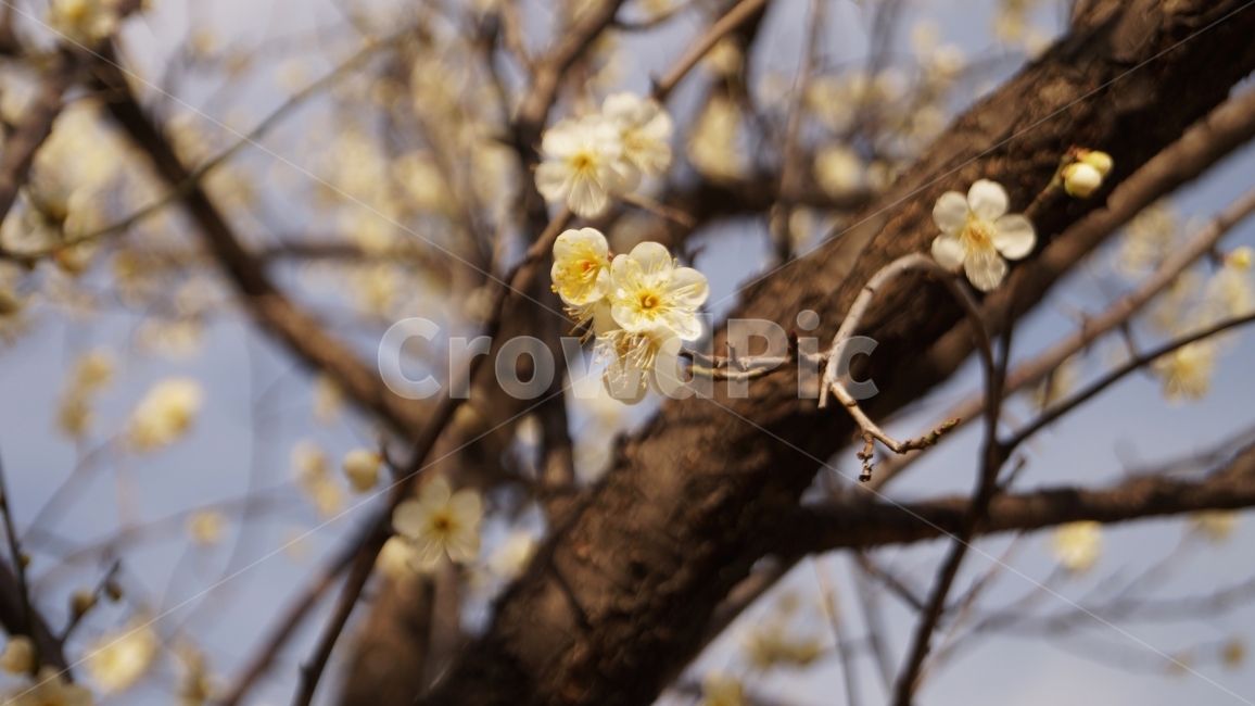 벚꽃,꽃,봄,정서,따뜻함,나뭇가지,나무,꽃나무,봄,계절,spring,season,식물,자연,plants,nature,꽃,flower,plant
