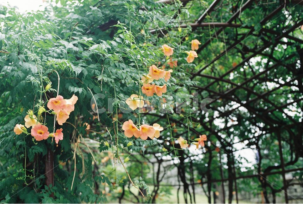 능소화,공원,자연,꽃,풍경