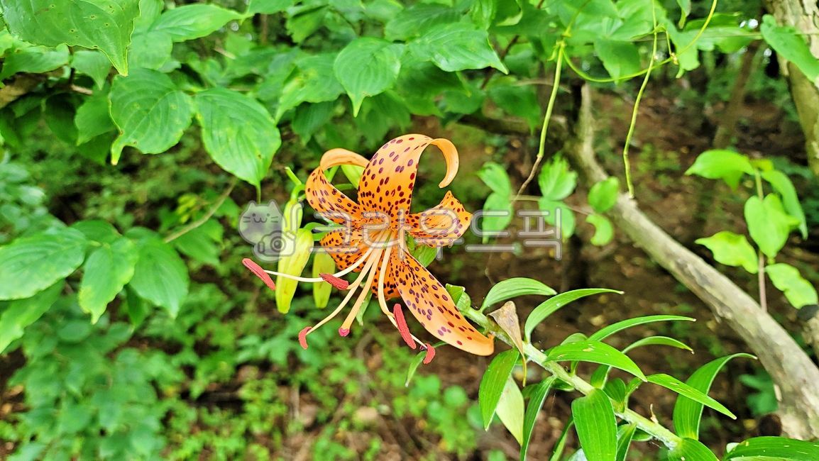 참나리꽃,야생화,꽃,꽃잎,잎,식물,자연,liliumlancifolium,lilyflower,wildflowe,flower,leaf,plant,nature