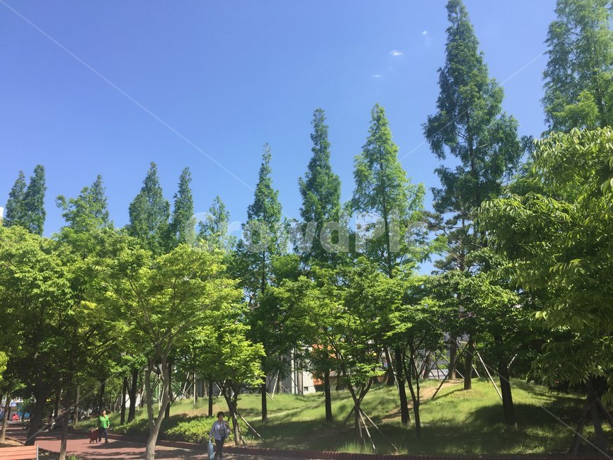 공원,숲,나무,하늘,풍경,맑은하늘,봄,산림욕