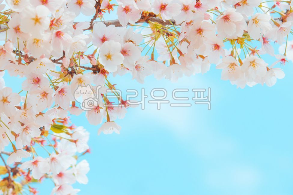 Spring background,cherryblossom,bluesky,cherryblossoms,freshness,branch,april,spring flowers,spring,bloom,white,season,day,sky,flowers,natural,tree,cherry blossom tree,background,plant,cherry,blue sky,pink,Cherry Blossom,flowering,cherrytree,petal,park,bl