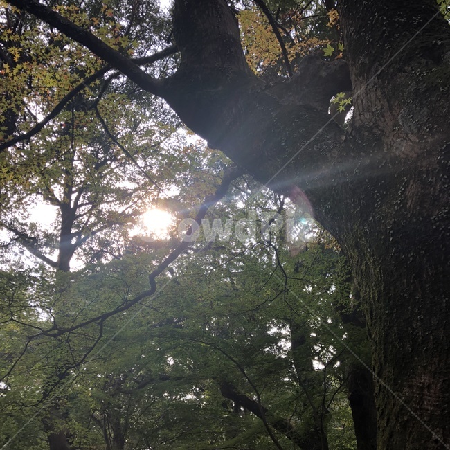 나무,자연,가을,햇빛,단풍,nature,fall,sunlight,tree