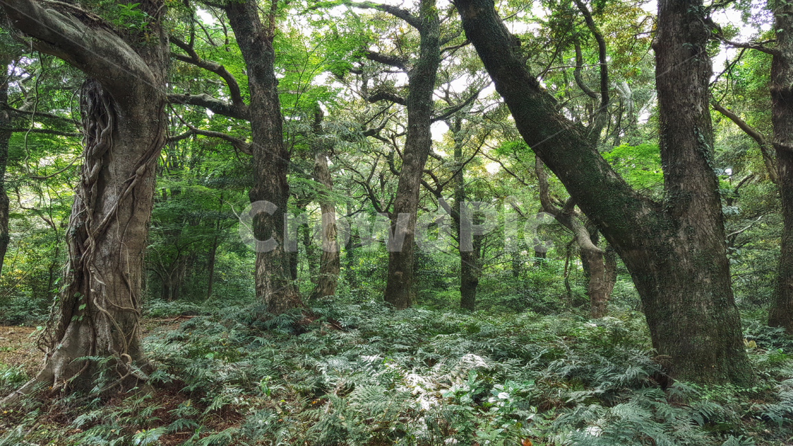 비자림,vegetation,초목,plant,식물,forest,nature,outdoors,옥외,tree,나무,woodland,삼림지,land,나라,grove,작은숲,나무줄기,treetrunk,자연,숲길,자연,풍경,nature,landscape,식물,plants,나무,trees,wood