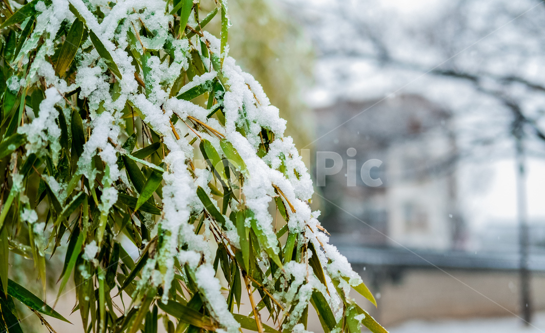 nature,자연,ice,frost,서리,snow,눈