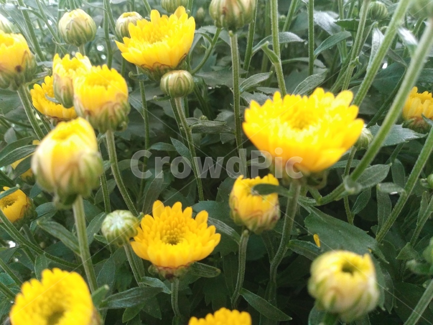 꽃,소국,국화,노란꽃,식물,식물,자연,plants,nature,꽃,flower