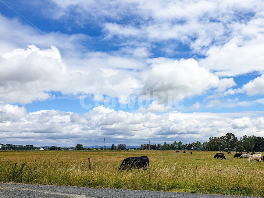 nature,grassland,목초지,자연,풍경