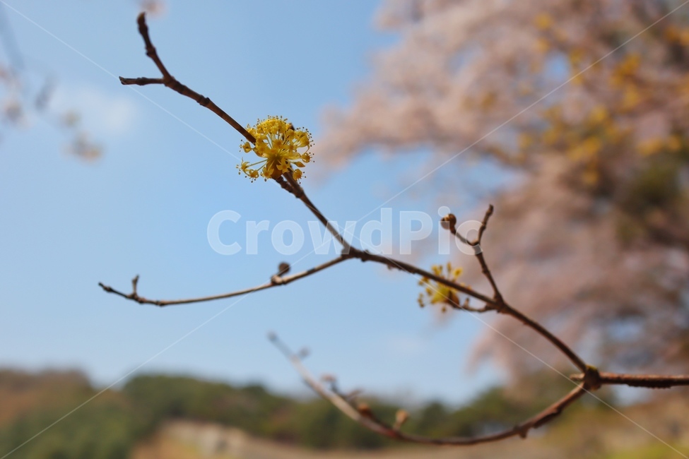 꽃,나뭇가지,yellow,spring,flower,봄,계절,spring,season,식물,자연,plants,nature,꽃,flower,plant
