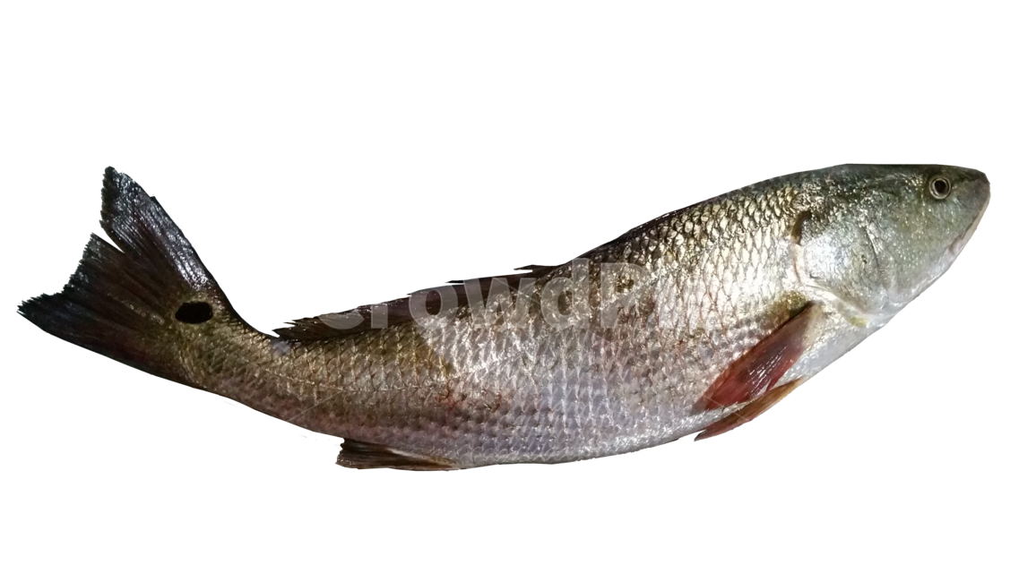 물고기,생선,점성어,회,매운탕,해물,fish,seafood,낚시,fishing,어류,물고기,fish,수산물,해산물,fishery products,seafood