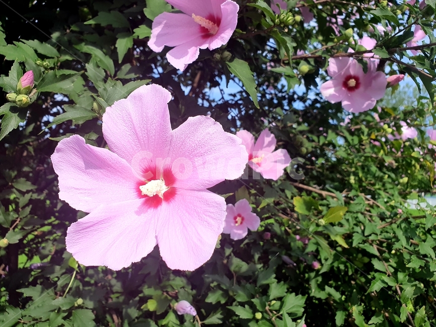 무궁화,분홍색,초록색,배경,꽃,식물,무궁화꽃,plant,flower