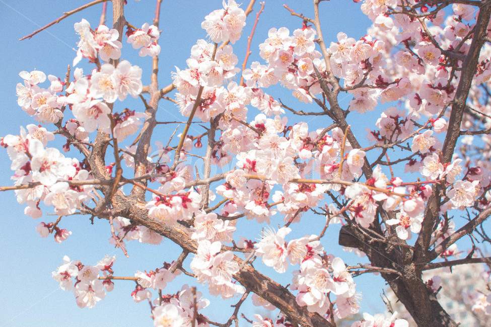 벚꽃,매화,봄,flower,감성,cherryblossom,식물,꽃,봄,계절,spring,season,plant,blossom
