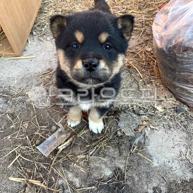 강아지,개,새끼강아지,검은강아지,검은개,dog,animal,동물,mammal,포유류,pet,애완동물,puppy,에스키모개의