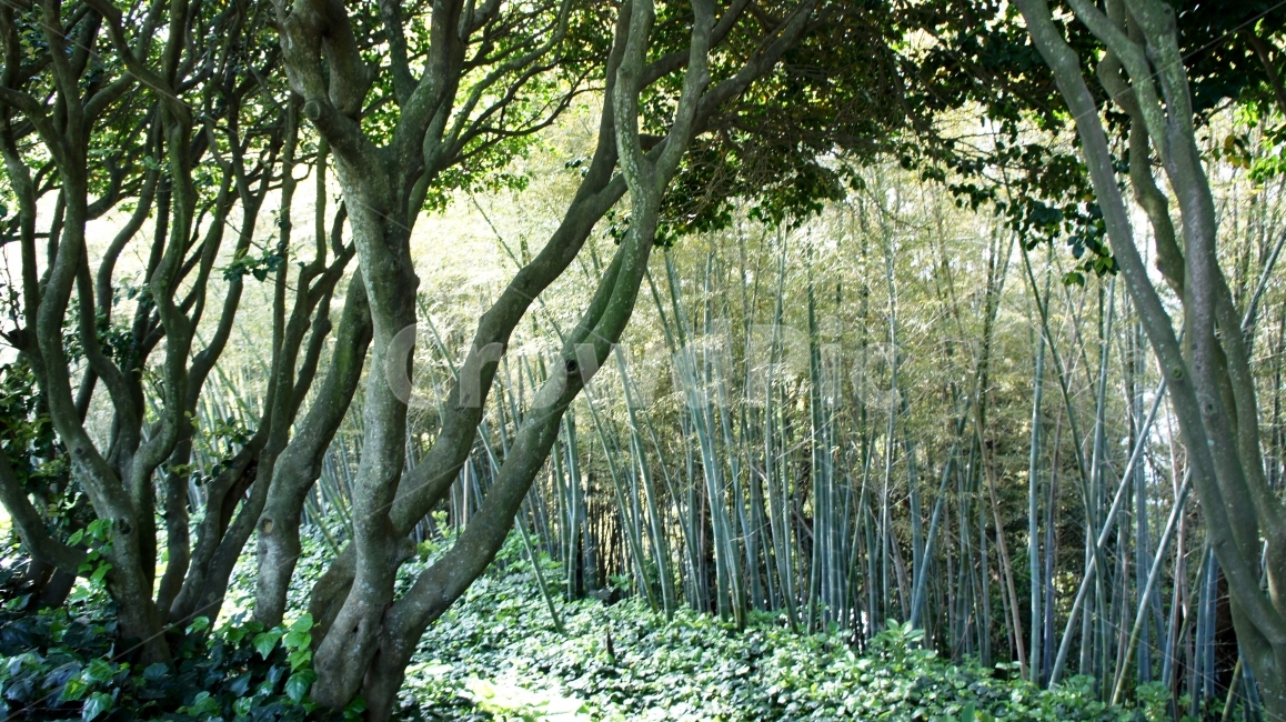 자연,나무,대나무,동백나무,숲,자연,풍경,nature,landscape,식물,plants,나무,trees,wood,plant