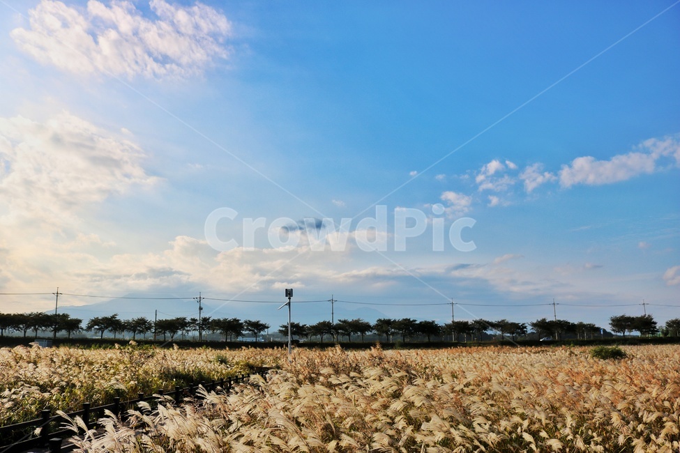갈대밭,갈대,풍경사진,가을,하늘,가을하늘,가을,계절,fall,autumn,season,자연,풍경,nature,landscape