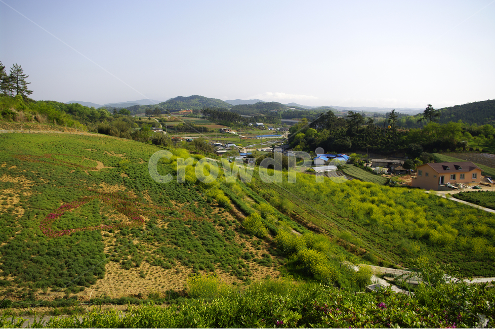 풍경,자연,시골,함평,꽃밭,식물,하늘,풍광,시골,마을,풍경,landscape,country,rural,town