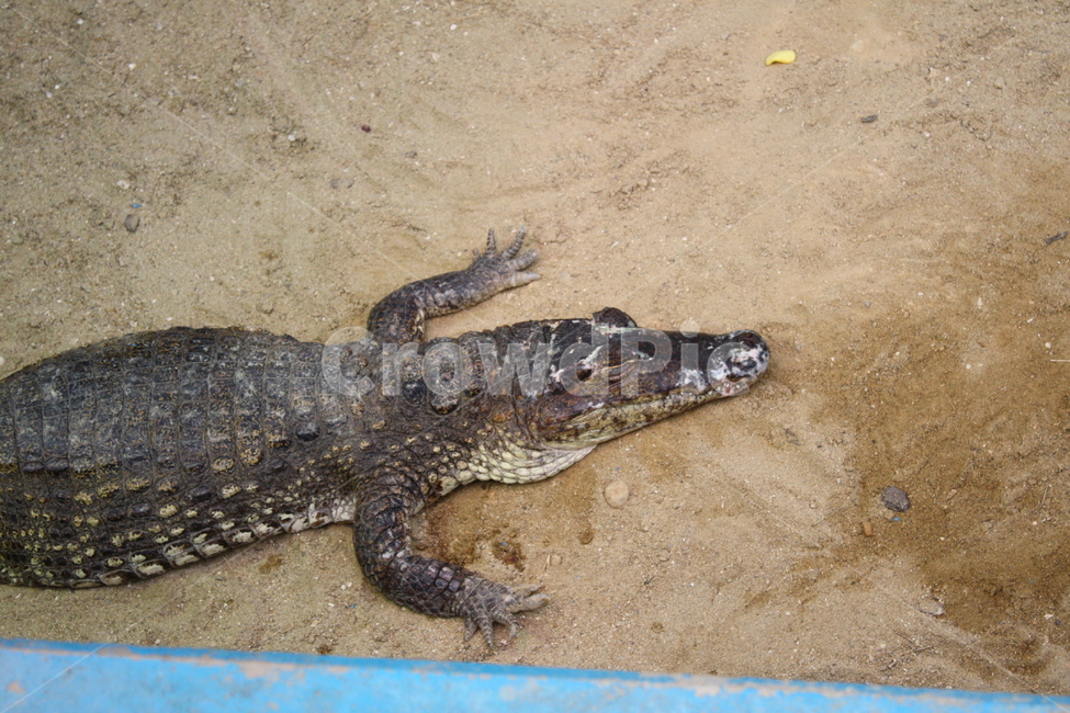 악어,동물,야생동물,crocodile,alligator,동물,animal,파충류,양서류,reptile,amphibian
