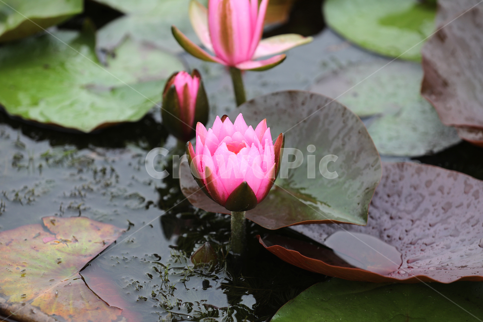 연꽃,풍경,여름,연못,꽃,자연,여름풍경,식물,자연,plants,nature,꽃,flower