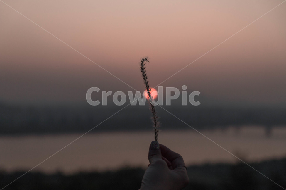 가을,갈대,노을,하늘,가을하늘,공원,가을,계절,fall,autumn,season,식물,자연,plants,nature,감성,sensible,feeling,finger,손가락